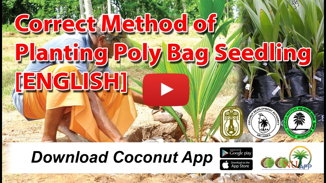 Correct Method of Planting Poly Bag Seedling [ENGLISH] YouTube