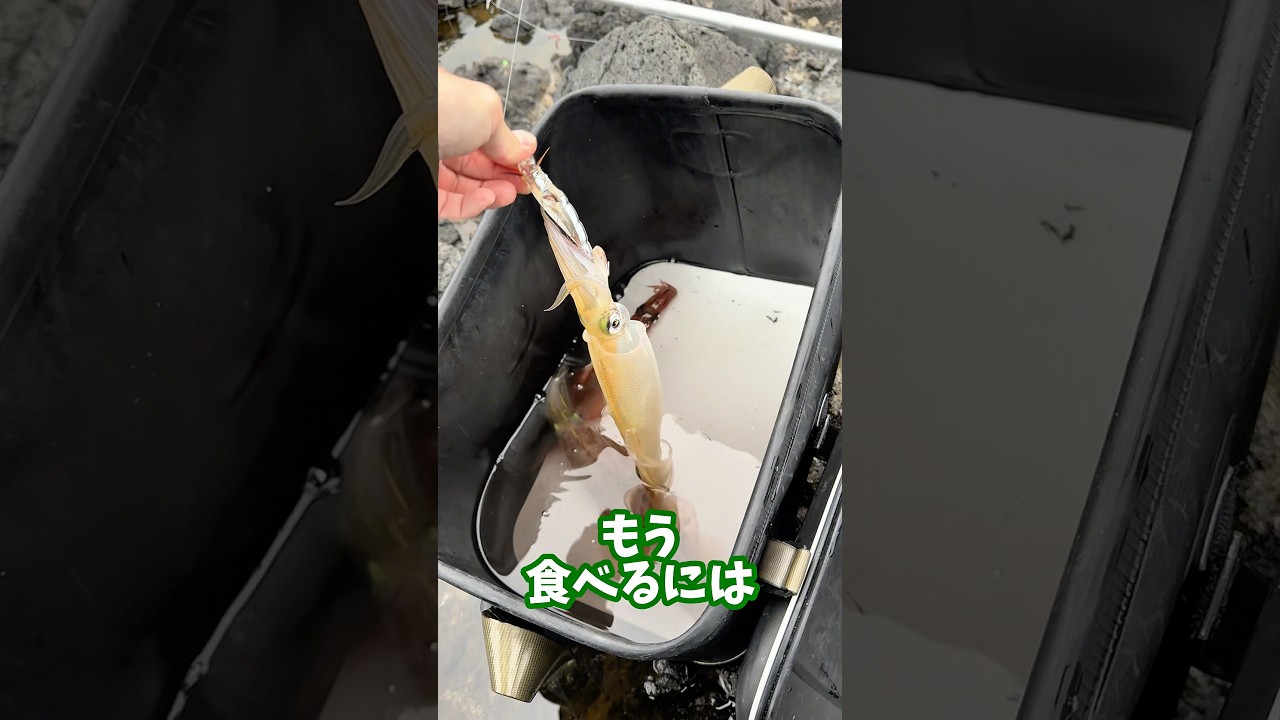 新鮮なヤリイカ捌いて食う #shorts #釣り