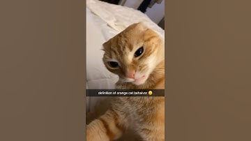Typical orange cat behavior 🙄
