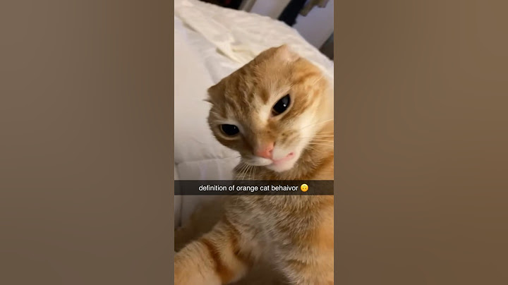 Typical orange cat behavior 🙄