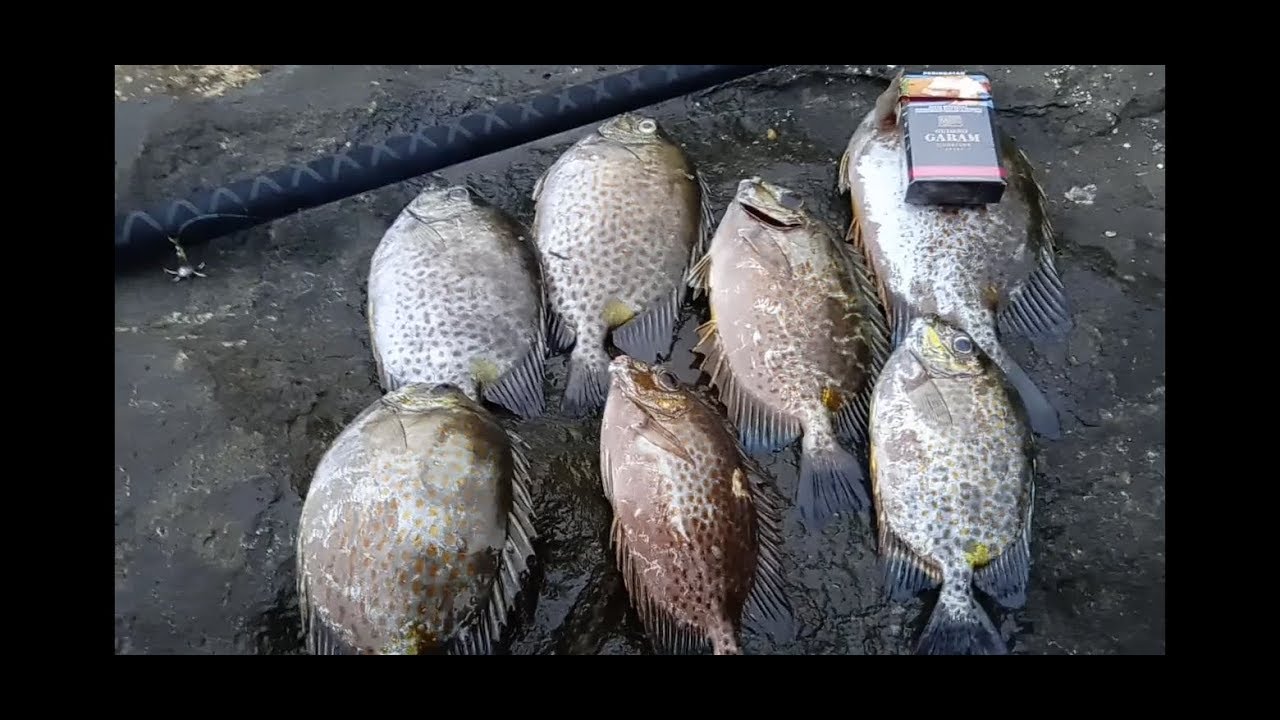 Mancing Baronang