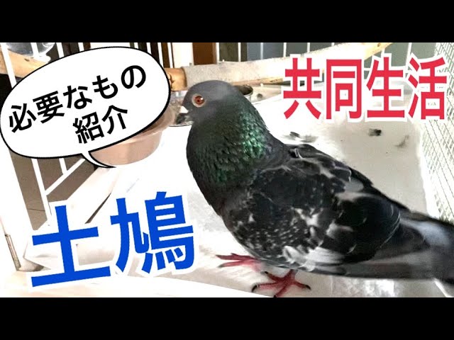 土鳩と共同生活 必要なもの紹介 土鳩の室内飼育で必要なもの 鳩の飼い方 カラスのクッピ Youtube