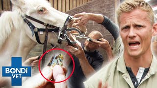 HUGE Broken Molar Tooth Removed From A Horse 😱 | Bondi Vet Clips | Bondi Vet