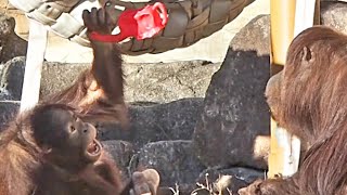 象さんジョーロにナッツを入れてご機嫌チェリア(2)・オランウータン
