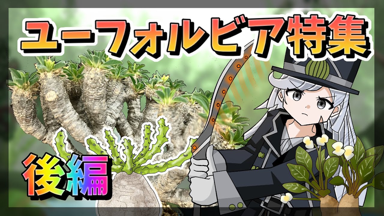 【植物アニメ】ユーフォルビア特集！怪しい多肉植物の深淵をのぞいてみた結果......【後編】