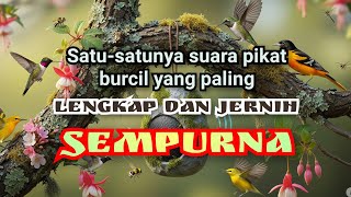 Download Lagu Satu-satunya suara PIKAT BURCIL yang paling LENGKAP dan SEMPURNA | anti zonk !! MP3 Download Lagu Satu-satunya suara PIKAT BURCIL yang paling LENGKAP dan SEMPURNA | anti zonk !! MP3