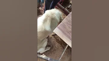 как выглядит черный #орех