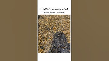 Only 1% Can Spot the Hidden Snake 🐍 | Extreme Visual Challenge!