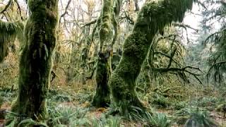 WISE TREES | sadaemom ૐ