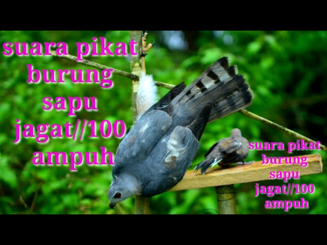 suara pikat burung sapu jagat// semua jenis burung 100 ampuh class=