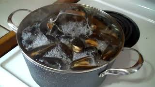 Newfoundland, First Feed of Thimble Bay Blue Mussels for this Season April 14c2023