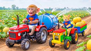 Monkey Farmer and Cat JCB Drives Tractor to Harvest Melon & Rescues a Drought-Stricken Melon Field!