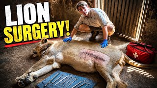 WE DID SURGERY ON A LION?!