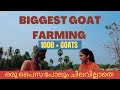 1000 + goats | Biggest goat farming in India | kerala | Kuppanoor | JYOTHIMANI
