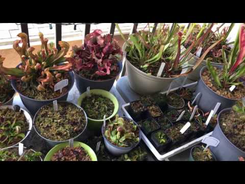 Cara: Divide A Sarracenia Pitcher Plant!