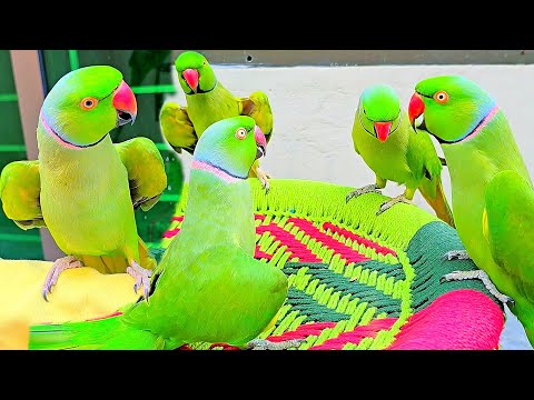 Parrots Miyau😜So Many Funny Video♥️