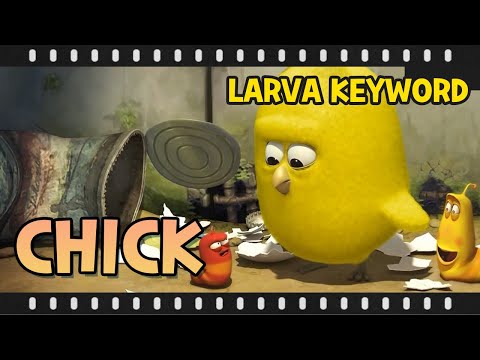 Larva Keyword episode plus - Chick🐥