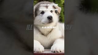 Alaskan malamute pup vs adult #shorts #viral #dog #dogs