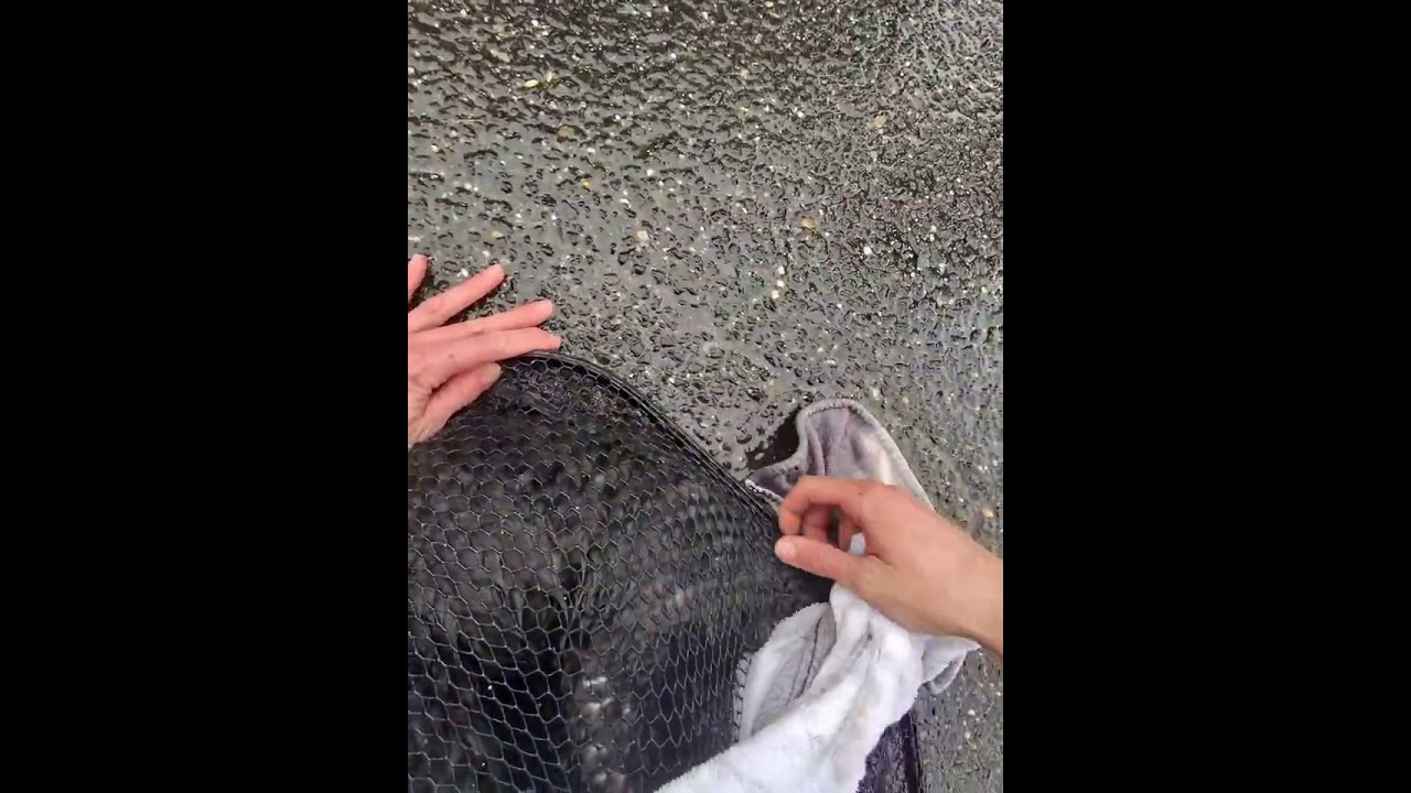 Officers witnessed this cat get hit by a car and waited for help to arrive. 🥰