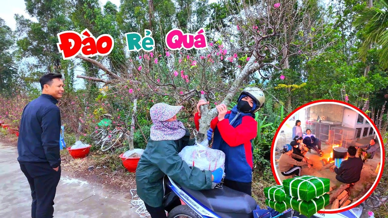 Tin Vui Chào Mào Bạch Đẻ Thêm 2 Tổ Mới Và Đã Mua Được Đào To Và Quất Đẹp / Quế Nghịch