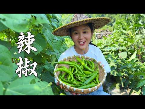 地里现摘的小辣椒，简单一做两道菜，太下饭了