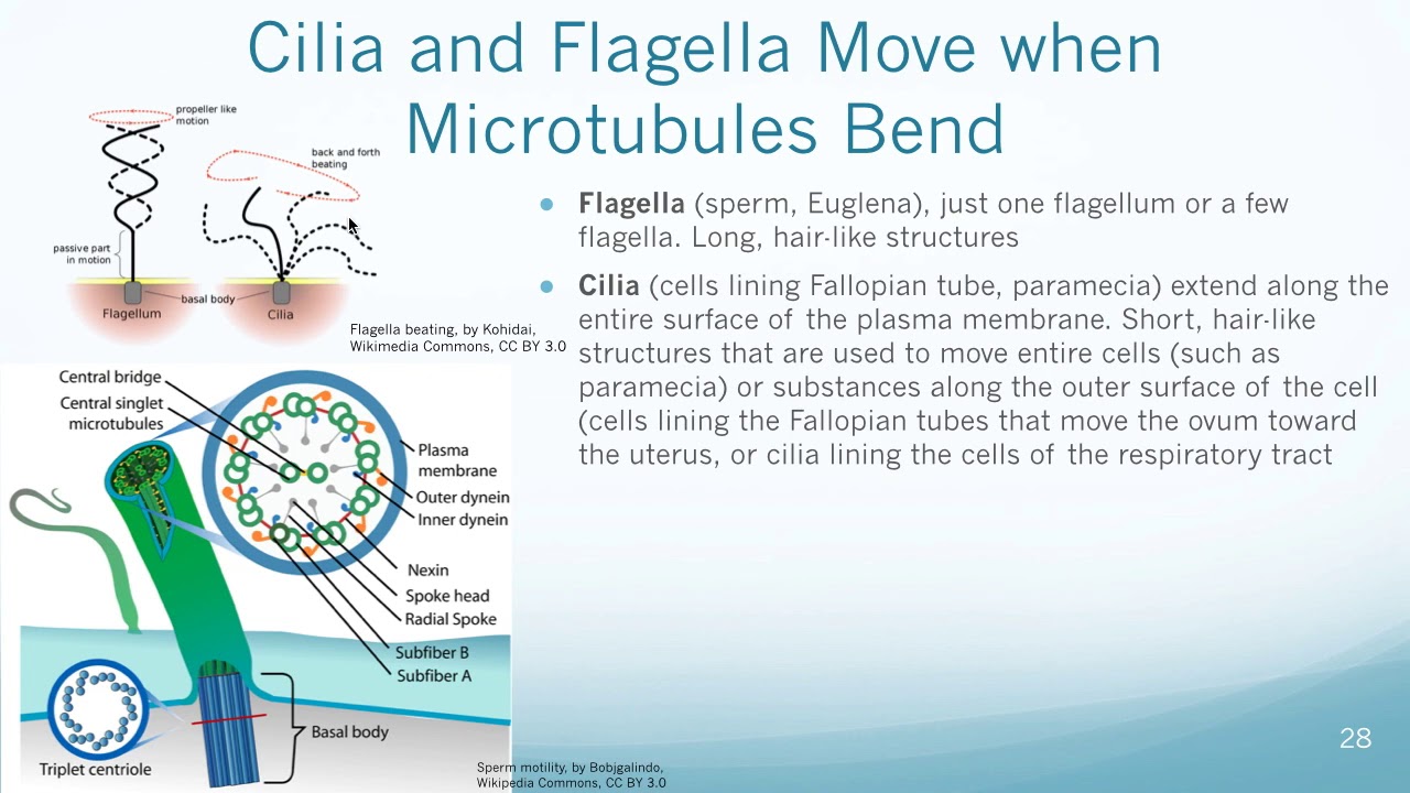 cell5_cytoskeleton_part2 - YouTube
