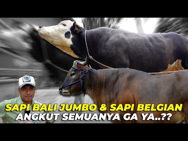 SAPI BALI JUMBO ATAU SAPI BELGIAN..?? APA ANGKUT SEMUANYA AJA..?! class=