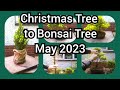 Christmas Tree To Bonsai Tree May 2023 1