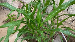 زراعة الذرة الصفراء الشامية من البذور ? How to planting corn seeds