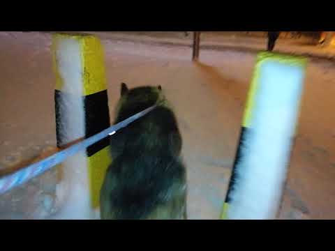 Snow walk with Duke(2)