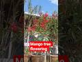 tree flowering basant(spring) season