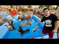 Sab Pet Ko Swimming Pool Main Nehla Dia 😍