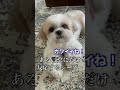 【癒し動画】ある言葉にだけ反応するシーズー犬 #shorts / The Shih Tzu reacts to human words！