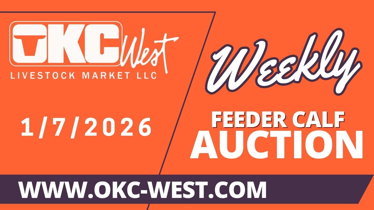 1/7/2026 -Feeder Calf Auction - OKC West