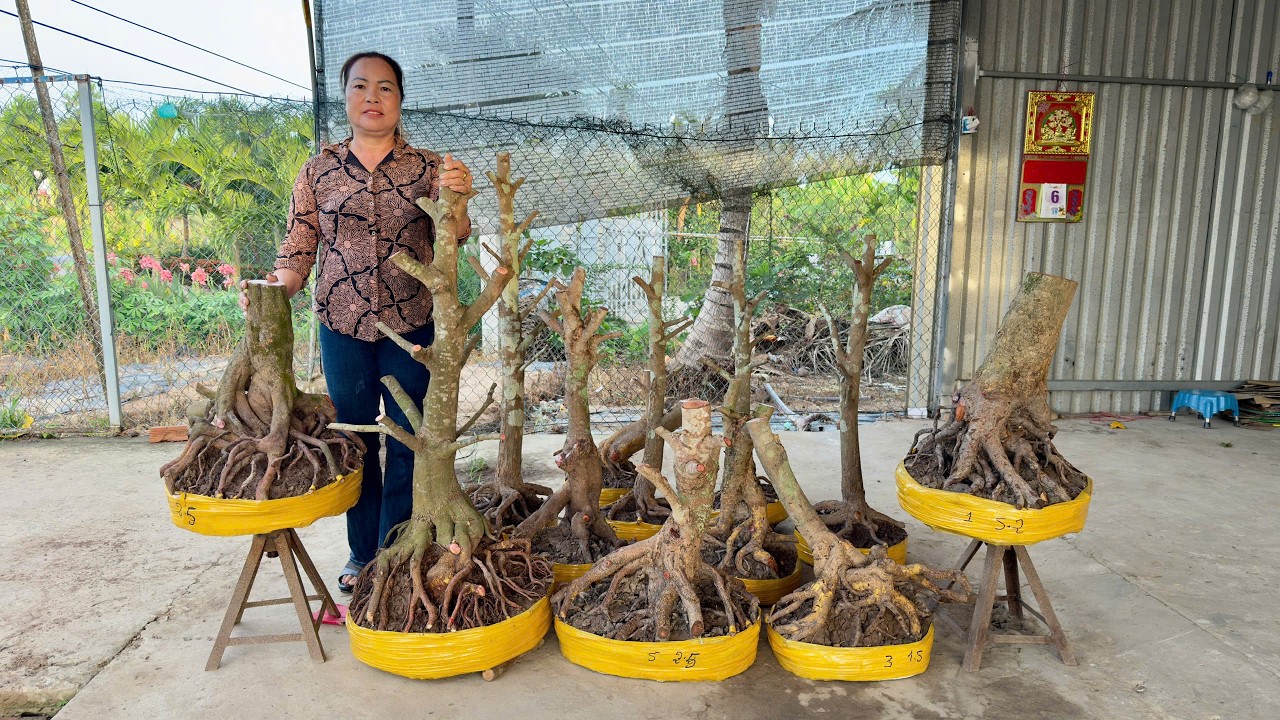 PHÔI MAI VÀNG 07/3/2O26 (#O383198616 SỸ ) PHÔI MAI TỨ QUÝ -  @bonsai Can Tho