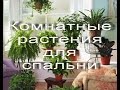 Какие комнатные растения подойдут для СПАЛЬНИ