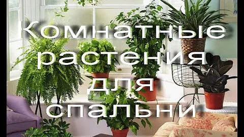 Какие комнатные растения подойдут для СПАЛЬНИ