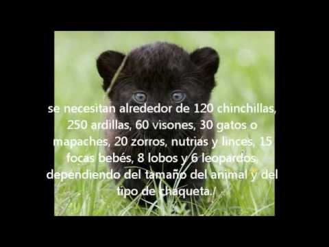 animales en peligro