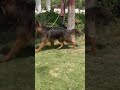 German shepherd puppies long coat 2 month old baby