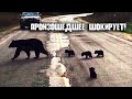 Полицейский решил помочь медведица и ее детенышам перейти дорогу, но дальше произошло невероятное!