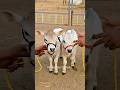 #JasonDeruloTV // Look At Those Mini Cows 🥹🐮 @NadipathyMiniMicroNanoCows