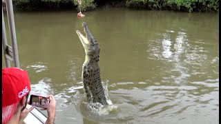 Jumping crocodiles cruise