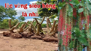 Phoi Lộc Vừng Siêu Bông Lá Nhỏ Giá Rẻ "23/5" Cây Kiểng Quốc Cung "0979309131"