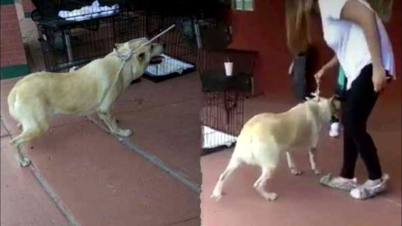 усыпил собаку сам