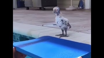 Floatation Devices for birds 🦢 on water #floatation