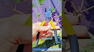 Short Succulent DX 00008 #bonsai #branch #plant