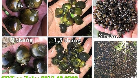 Vòng Đời Ốc Nhồi, ỐC Bươu - Tuổi Thọ Ốc nhồi Bao Nhiêu năm? Mấy Tháng ỐC sẽ Đẻ? Ốc giống Phú Yên.