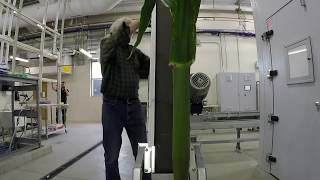 Mighty Maize at the Controlled Environment Phenotyping Facility