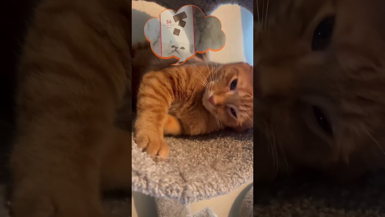 🎯What do Cats REALLY dream about🙀