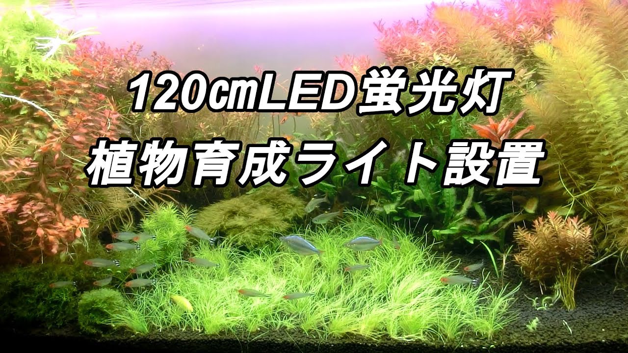 アクアリウムバス Vol 14 1017 11 26 グッドアクアリウムデザイン賞 Youtube